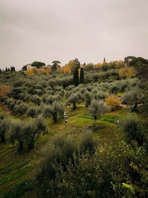 Olive terrace